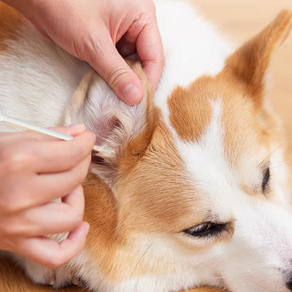 Állatokat Biztonságos Tisztító Vattapálcikák | Gyengéd, Alkoholmentes Öntisztítás Kutyáknak és Macskáknak 🐾✨